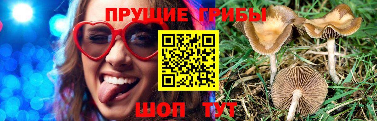 Галлюциногенные грибы Psilocybe Видное